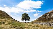 Sycamore Gap tree features in TV documentary